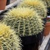 Cactus Golden Barrel 8In - Image 2